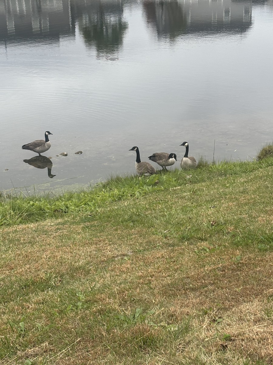 Canada Goose - ML644091221