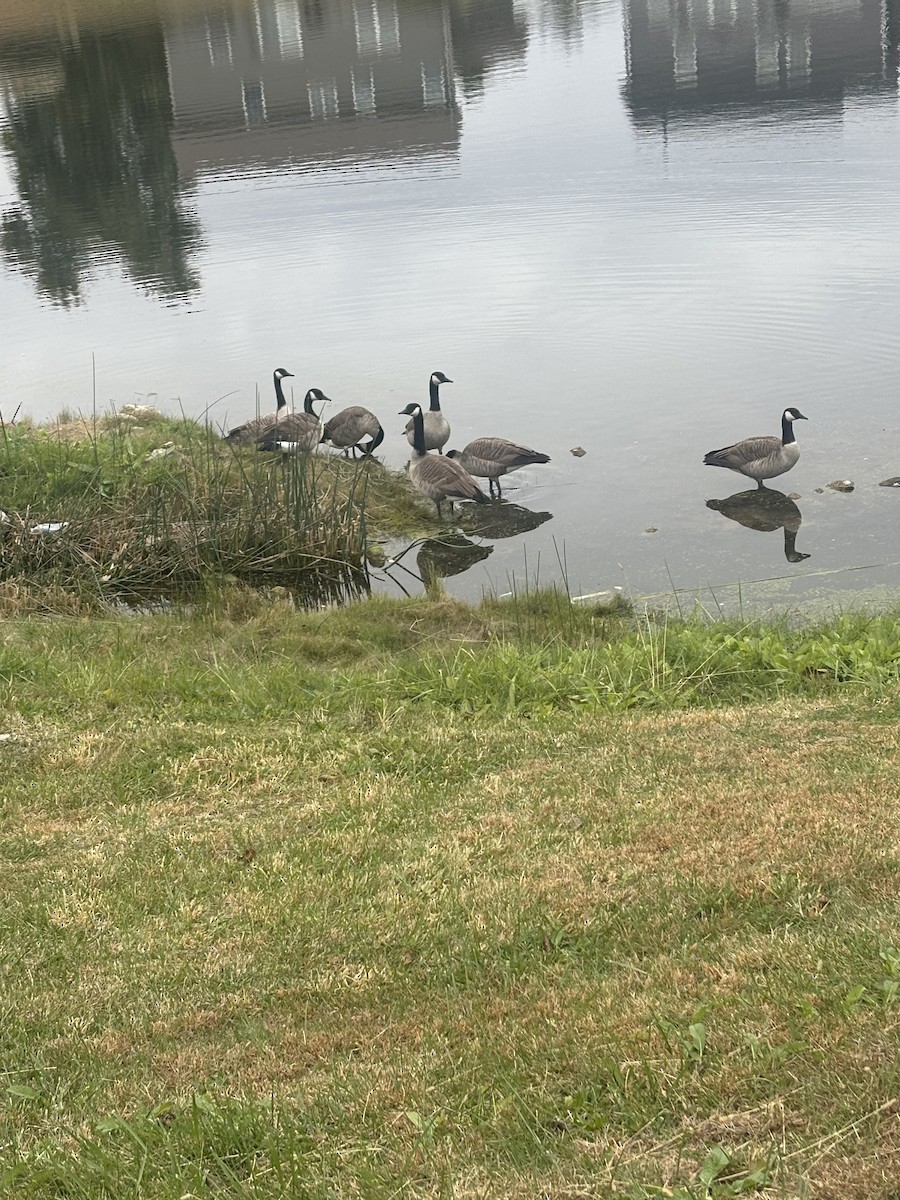 Canada Goose - ML644091222