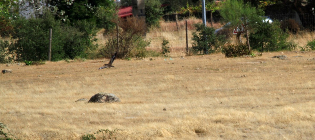 イシチドリ - ML644091227