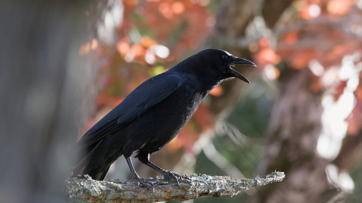 American Crow - ML644091237