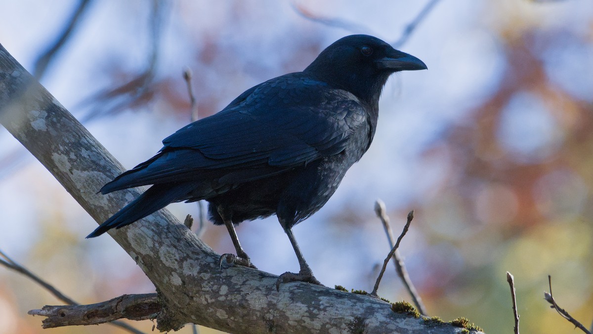 American Crow - ML644091238