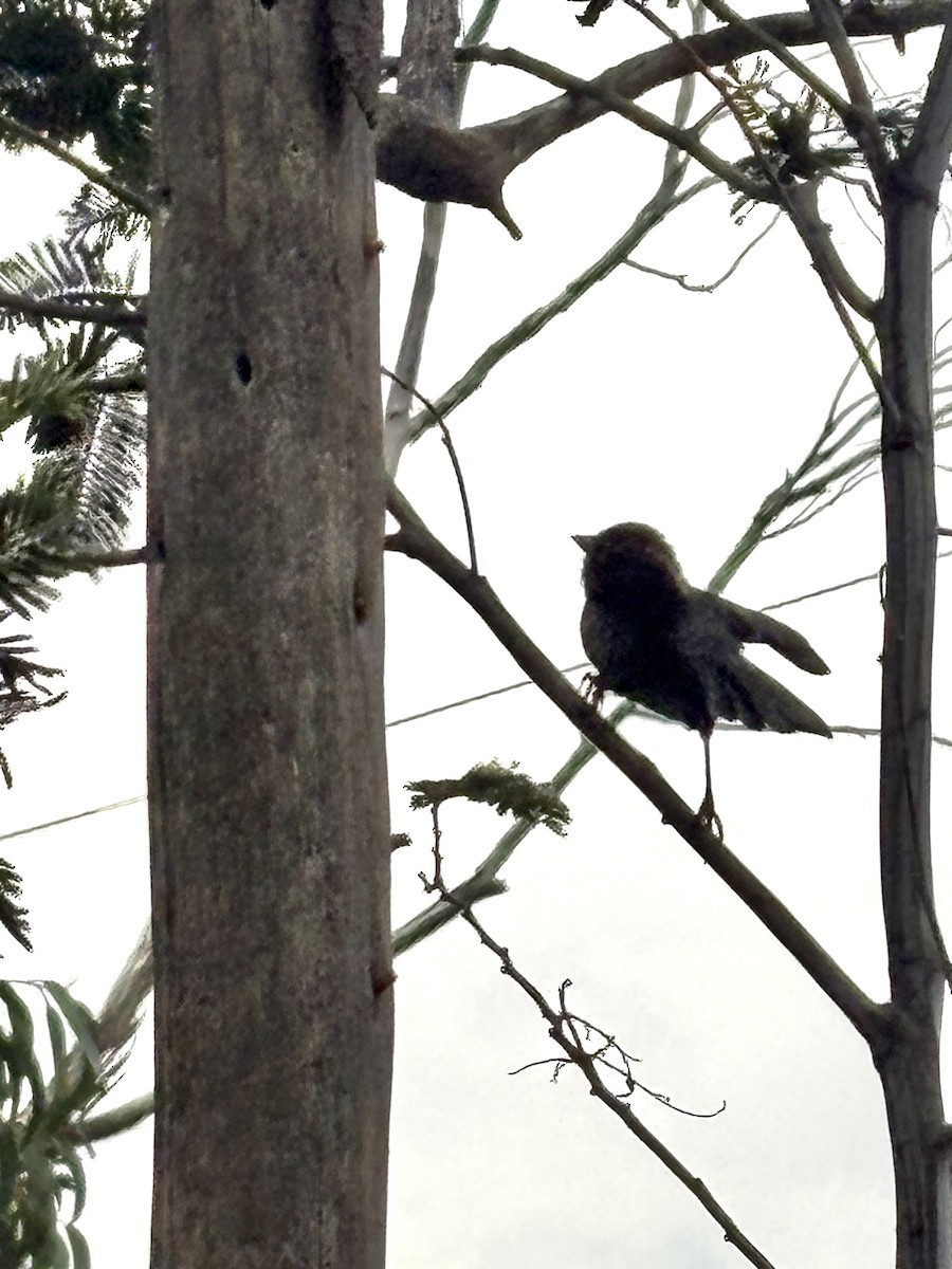 Northern Slaty Brushfinch - ML644091249
