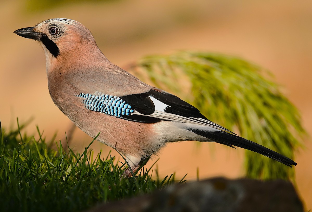 Eurasian Jay - ML644091258