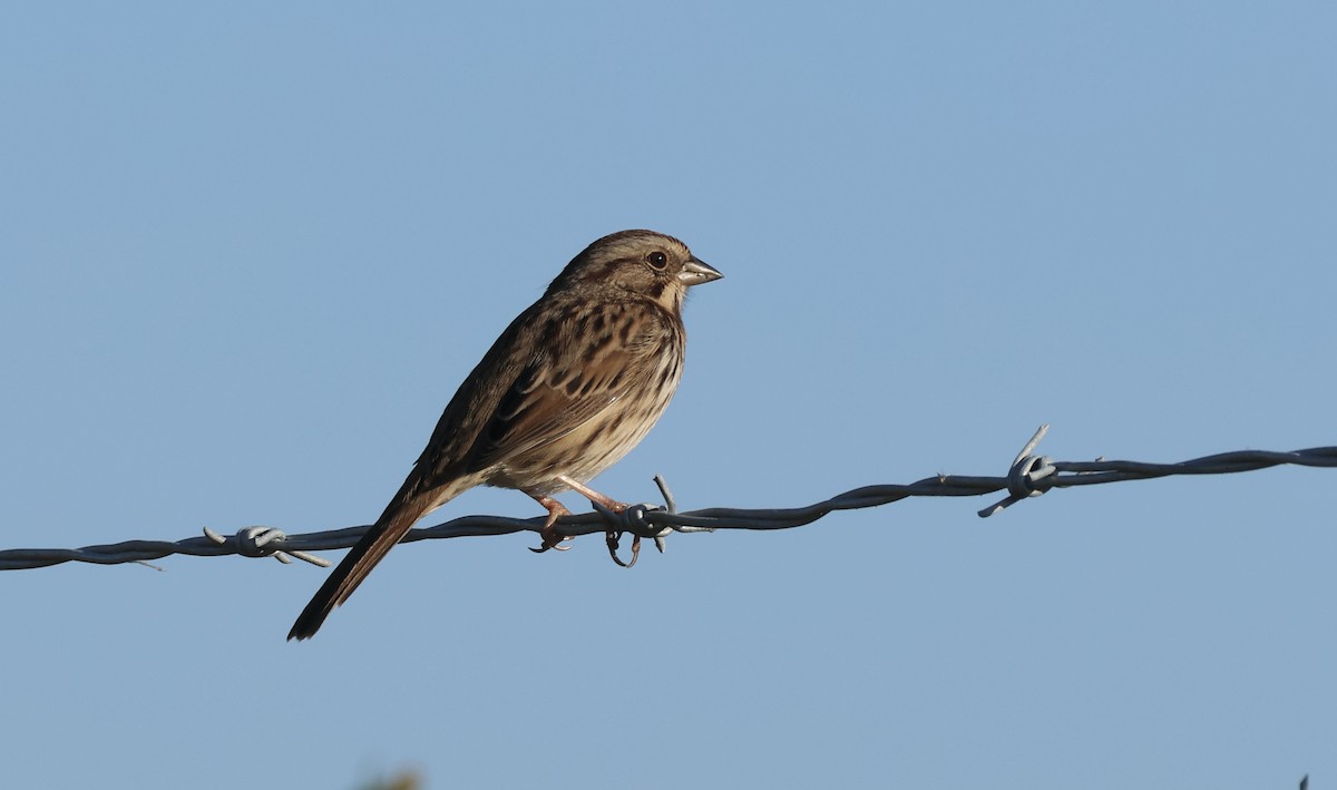 Song Sparrow - ML644091259