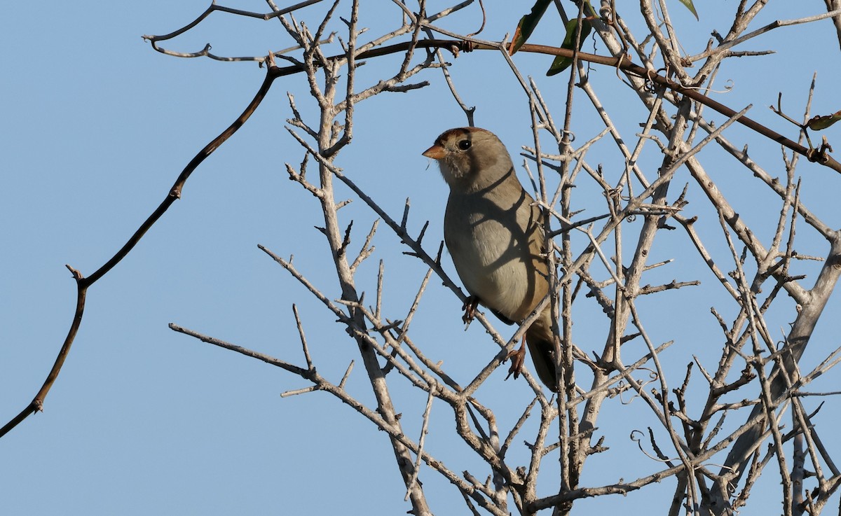 White-crowned Sparrow - ML644091264