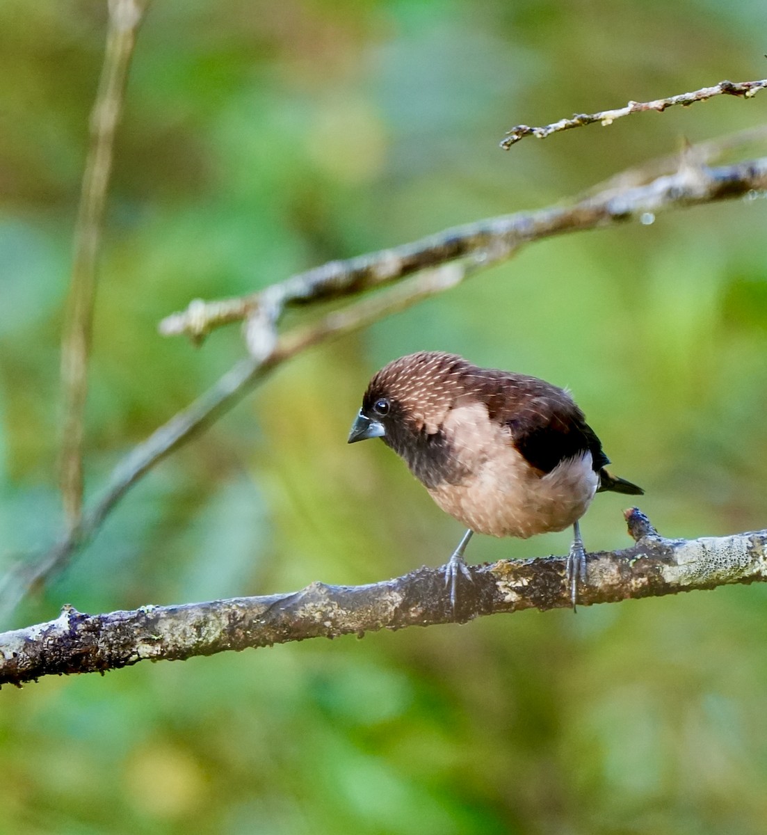 Black-throated Munia - ML644091265