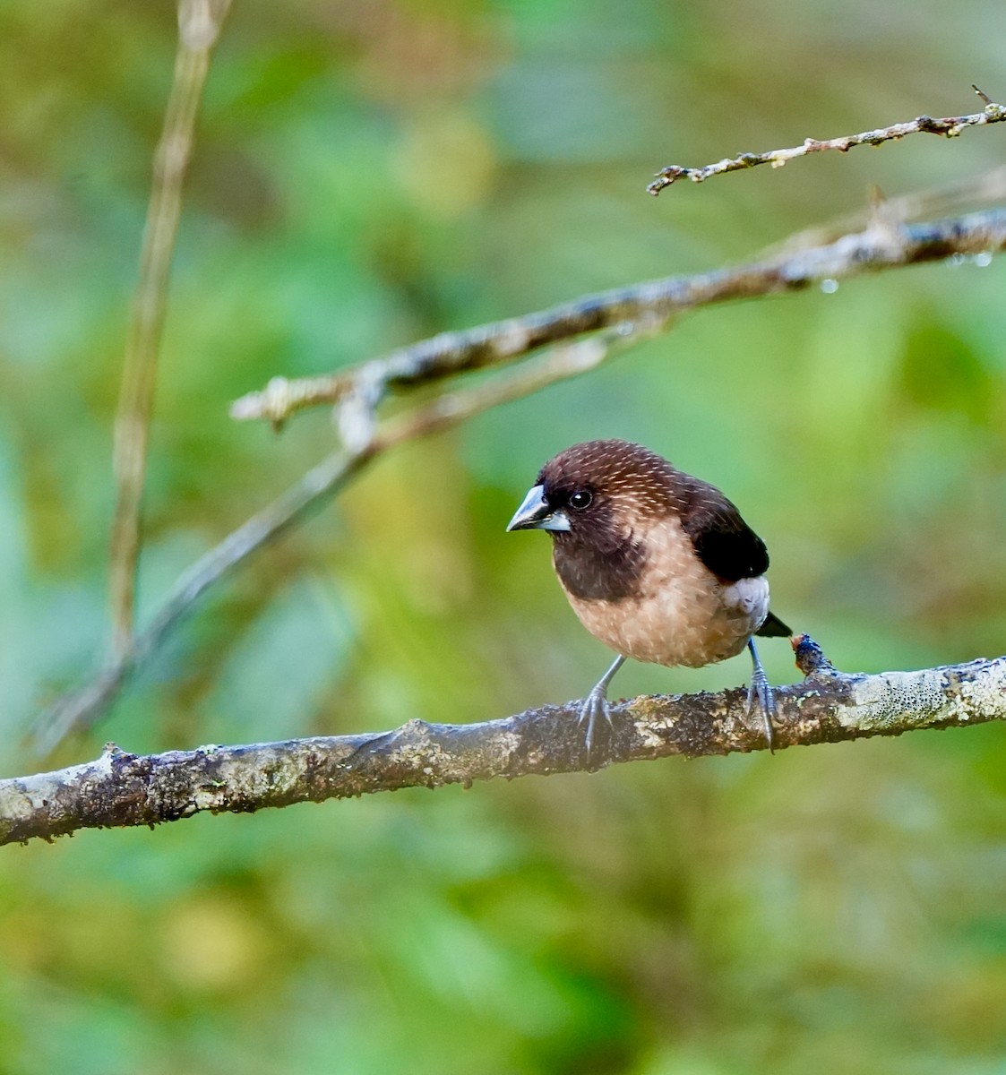 Black-throated Munia - ML644091266
