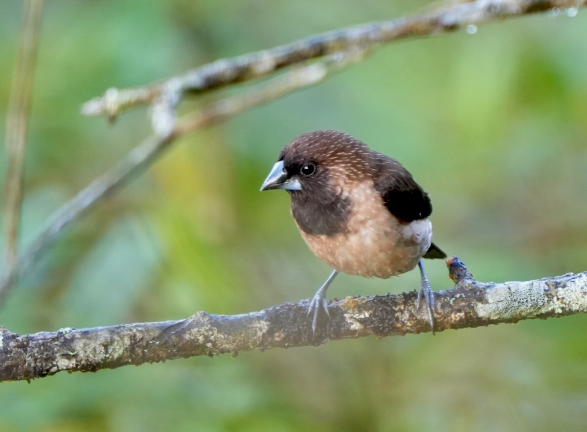 Black-throated Munia - ML644091267