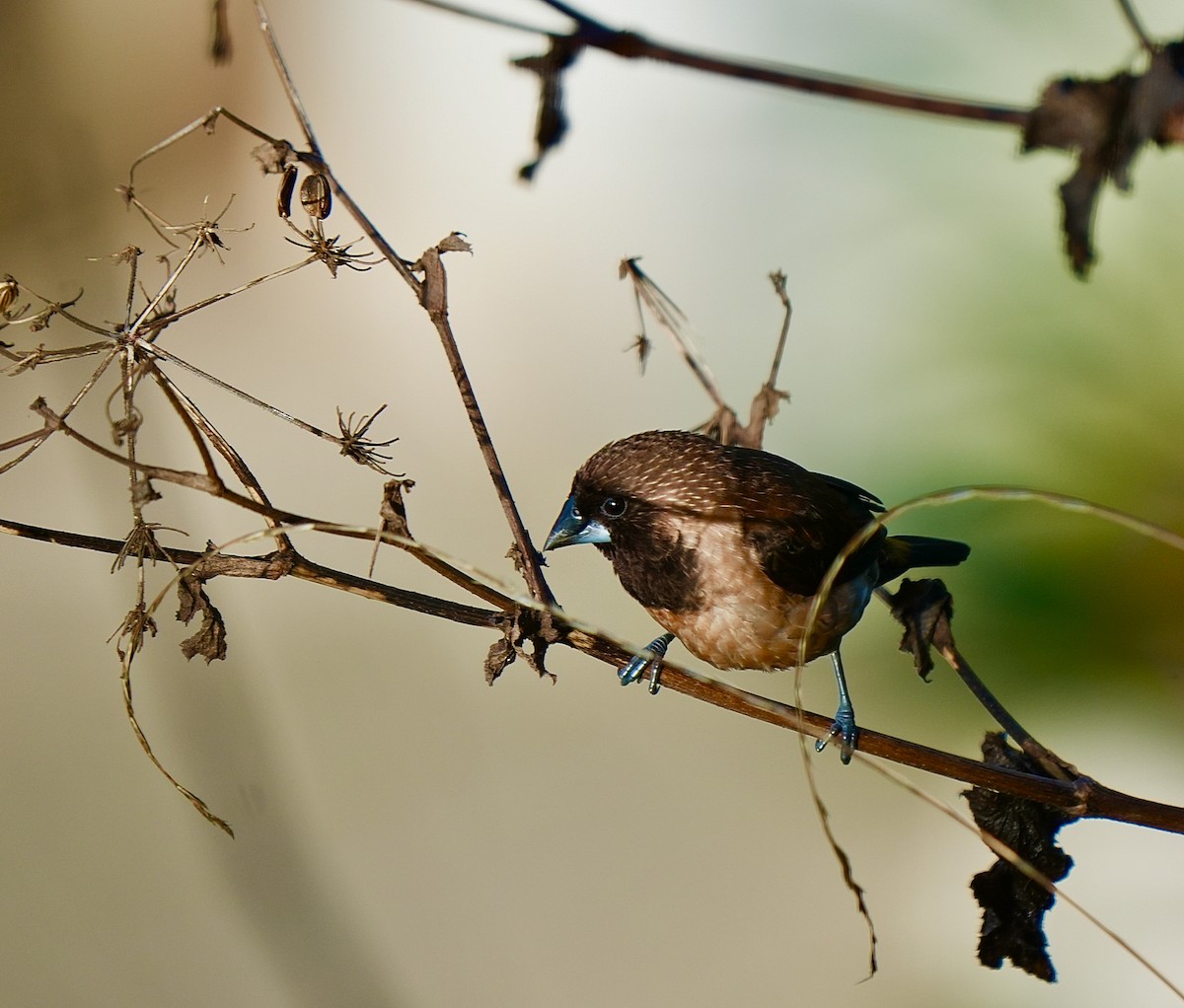 Black-throated Munia - ML644091268