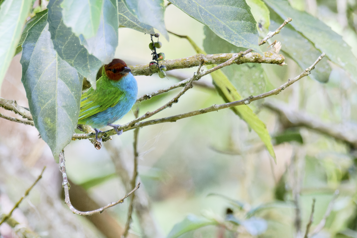 Bay-headed Tanager - ML644091269