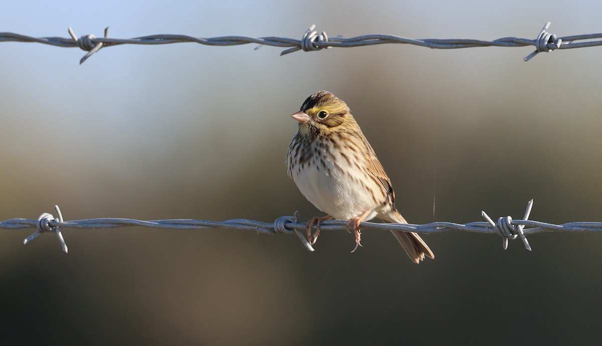 Savannah Sparrow - ML644091270