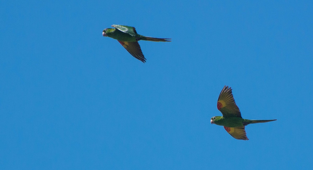 White-eyed Parakeet - ML644091271