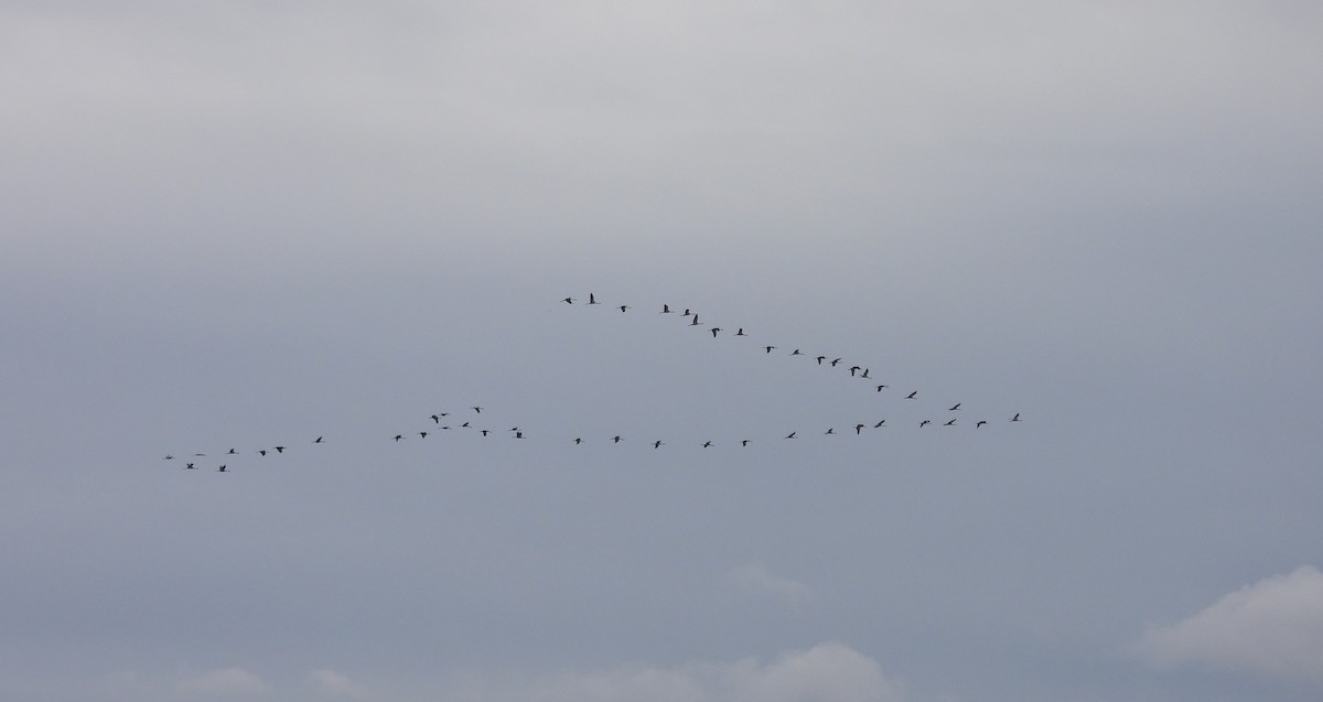 Common Crane - ML644091272