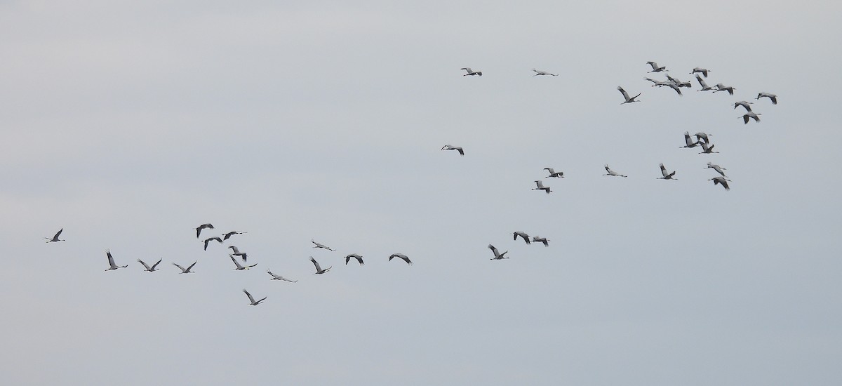 Common Crane - ML644091273