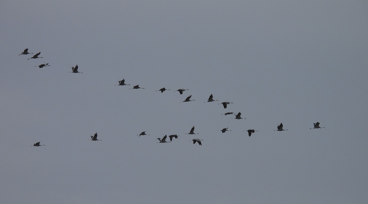Common Crane - ML644091274