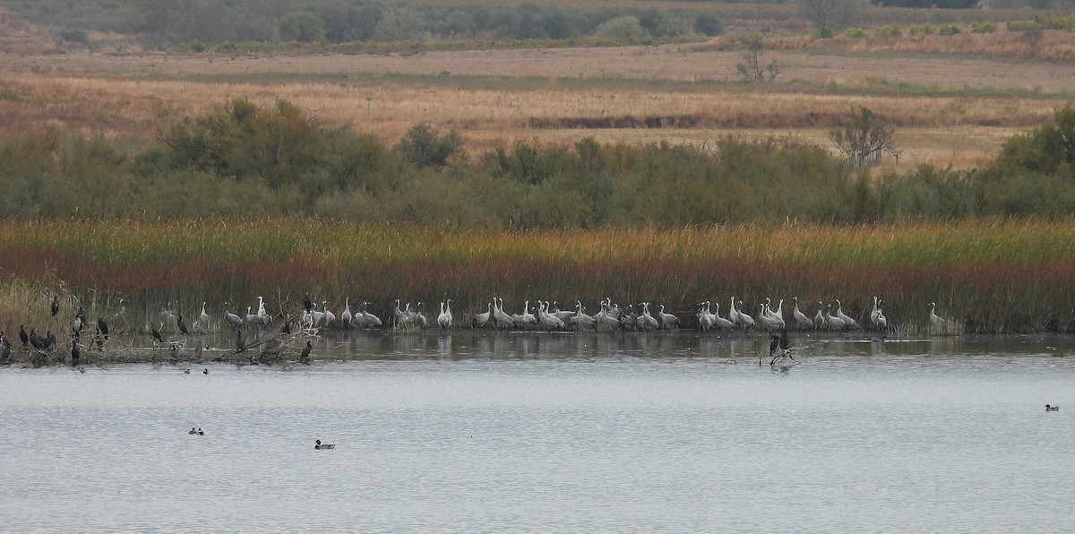 Common Crane - ML644091275