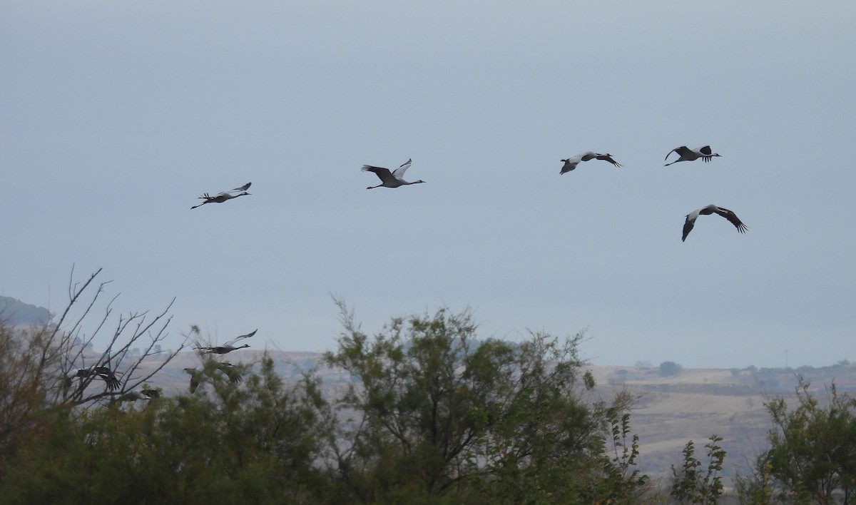 Common Crane - ML644091276