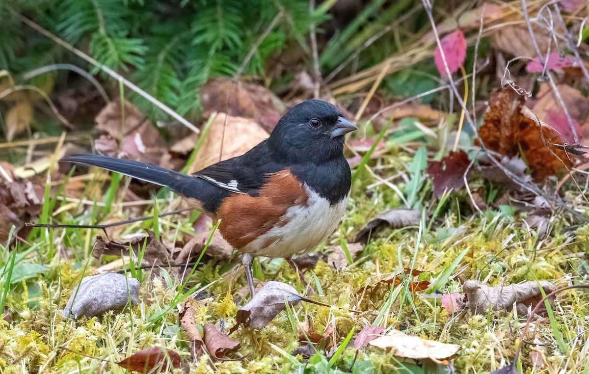 Eastern Towhee - ML644091277