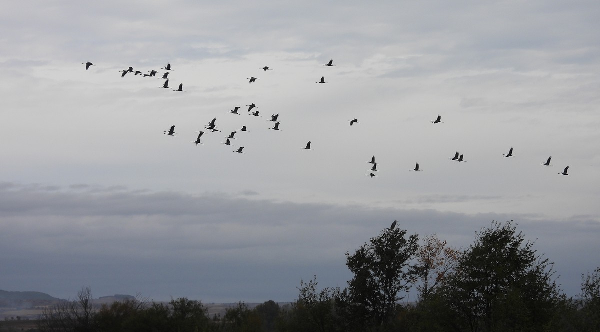 Common Crane - ML644091278