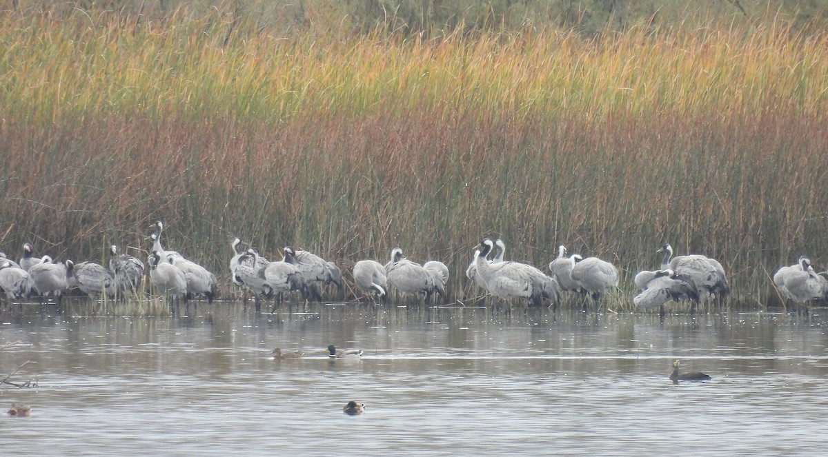 Common Crane - ML644091279