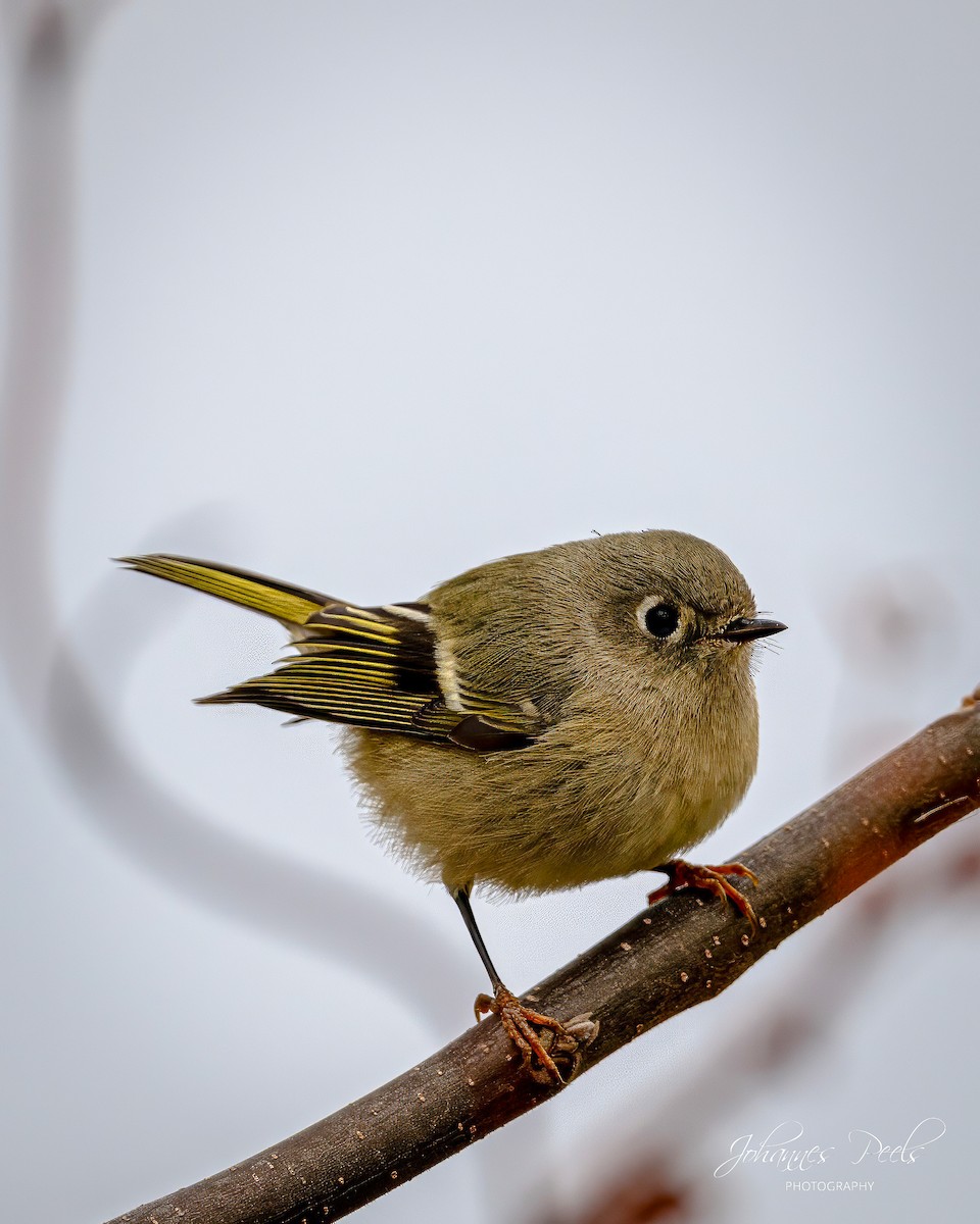 Ruby-crowned Kinglet - ML644091280