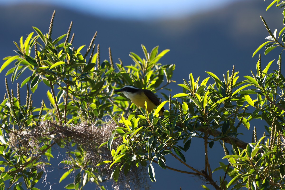 Great Kiskadee - ML644091281