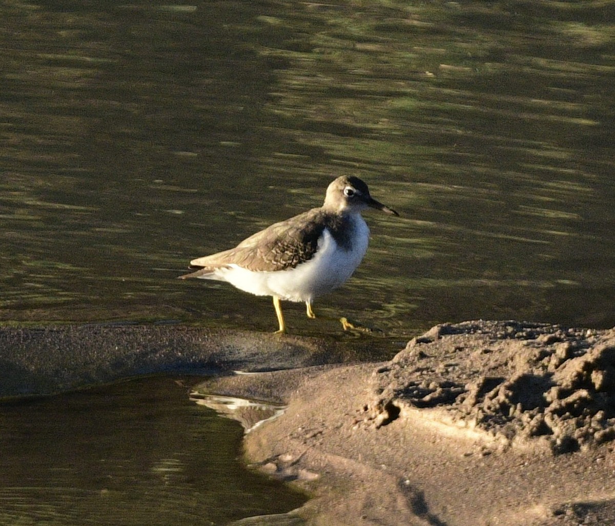 Spotted Sandpiper - ML644091283