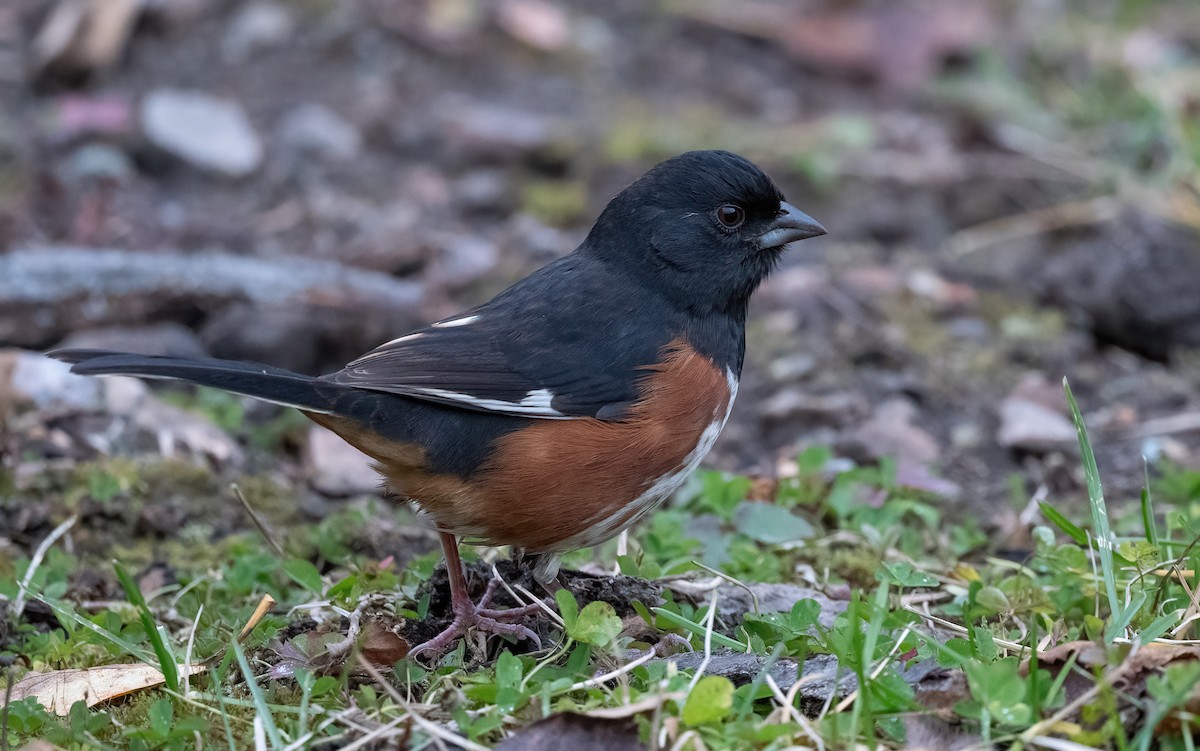 Eastern Towhee - ML644091285