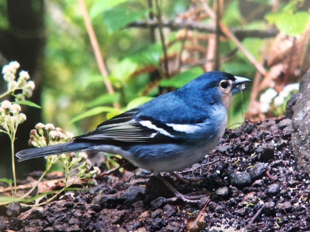 Canary Islands Chaffinch - ML644091286