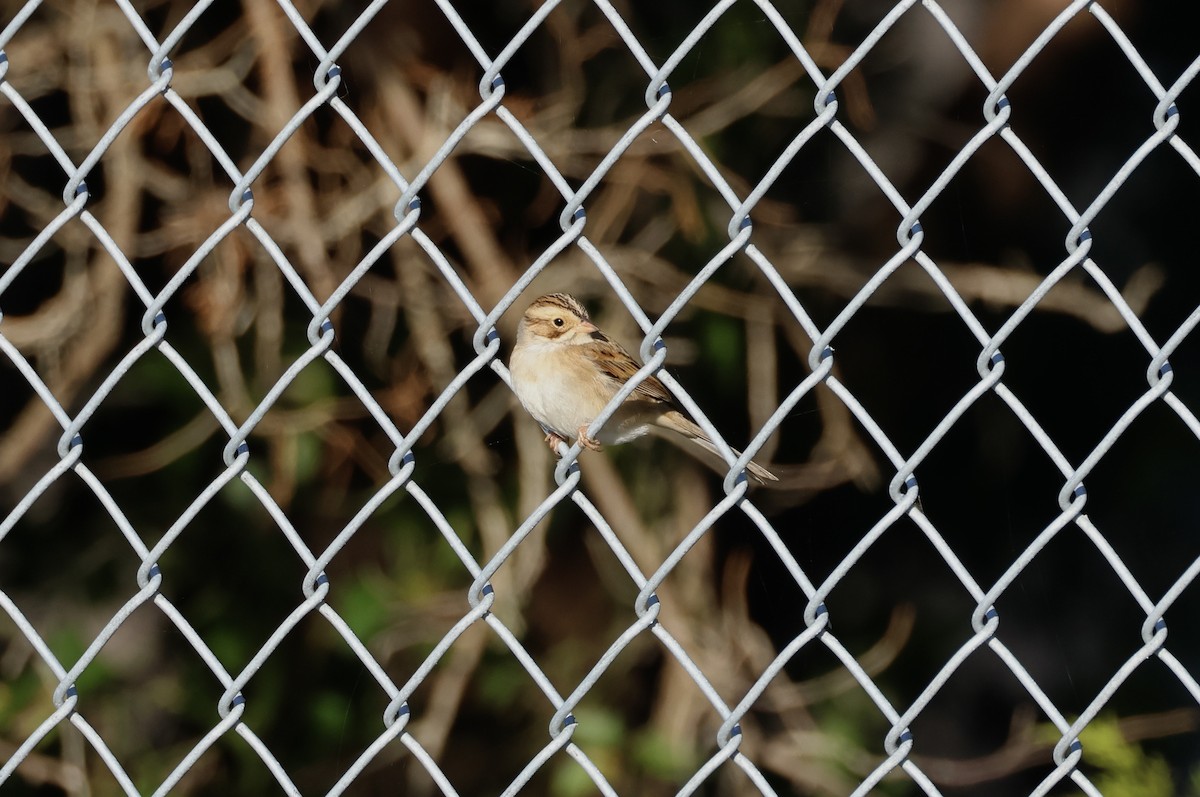 Clay-colored Sparrow - ML644091287