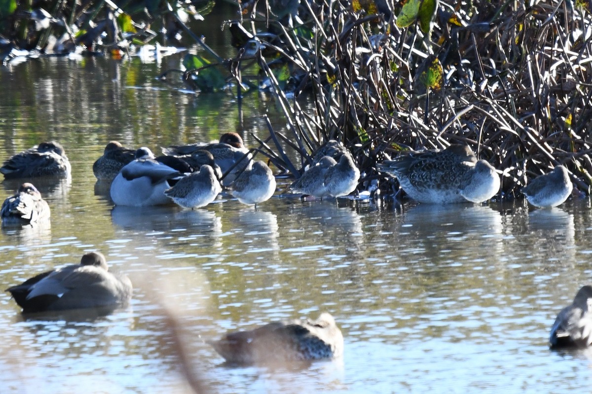 Long-billed Dowitcher - ML644091290