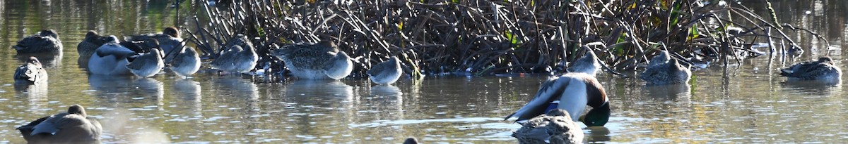 Long-billed Dowitcher - ML644091291
