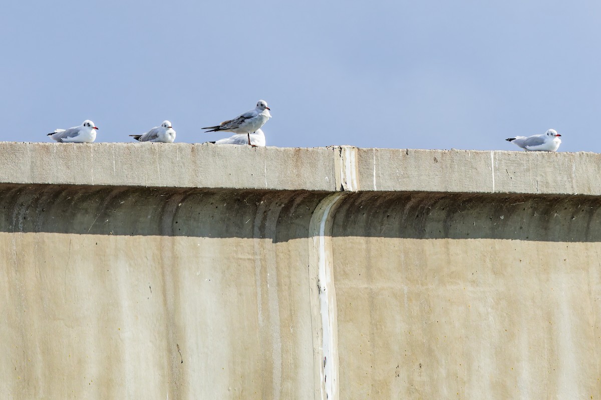 Black-headed Gull - ML644091294