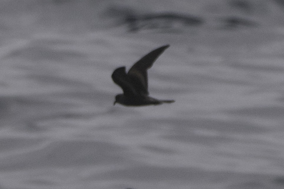 Ashy Storm-Petrel - ML644091295