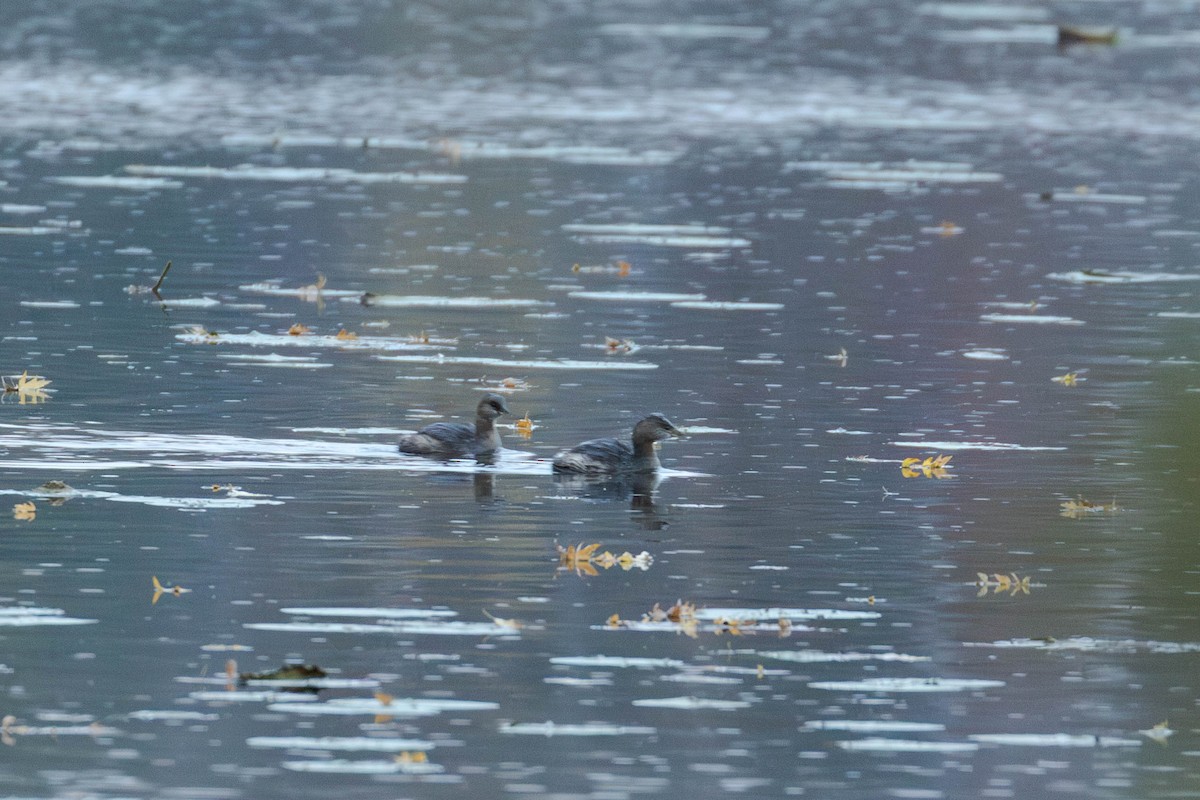 Horned Grebe - ML644091297