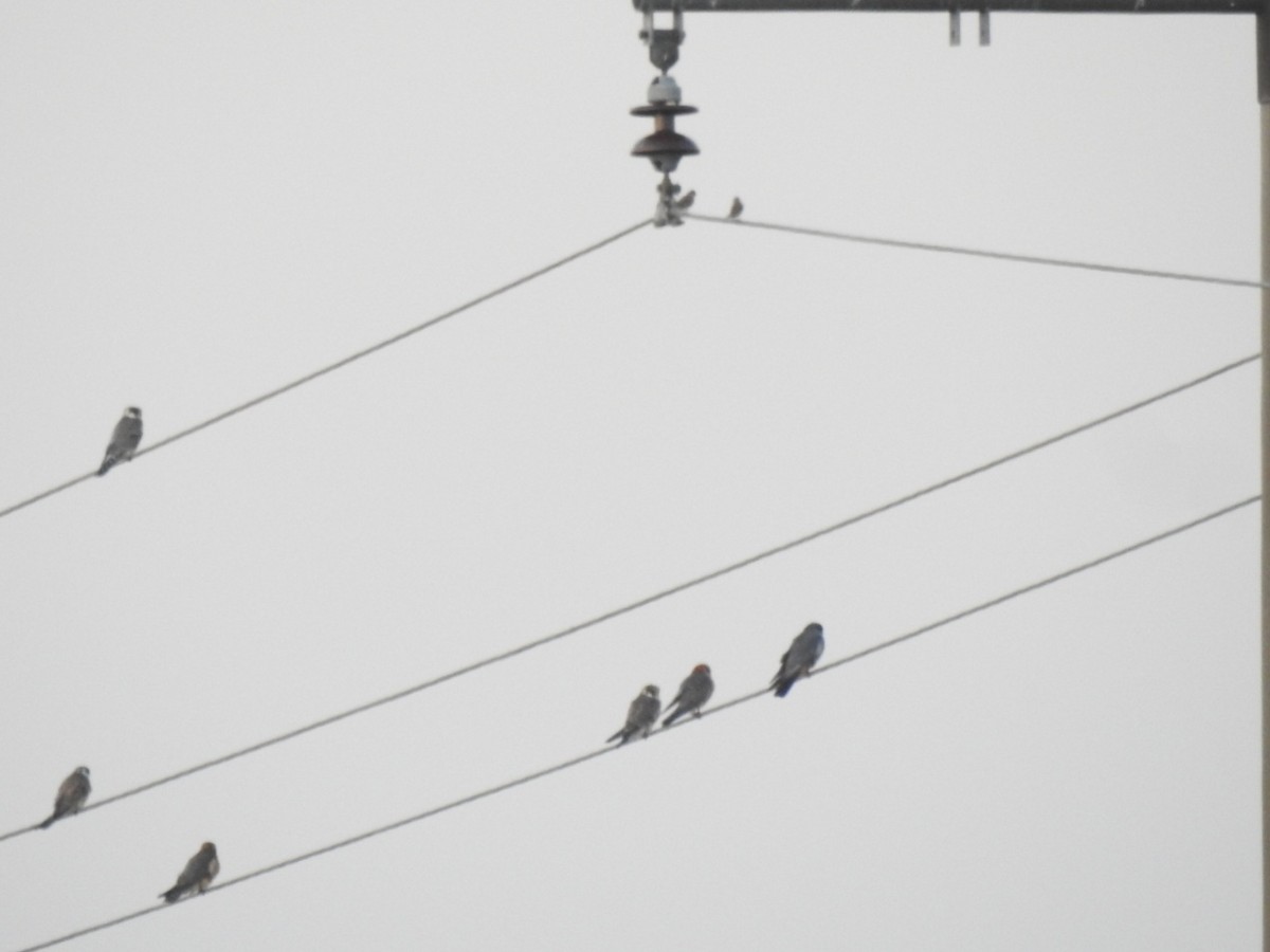 Red-footed Falcon - ML644091300