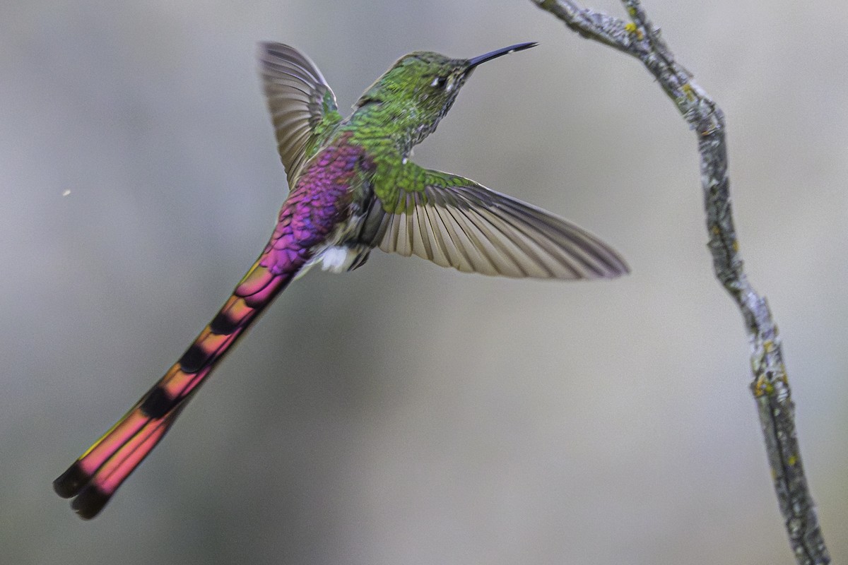 Red-tailed Comet - ML644091301