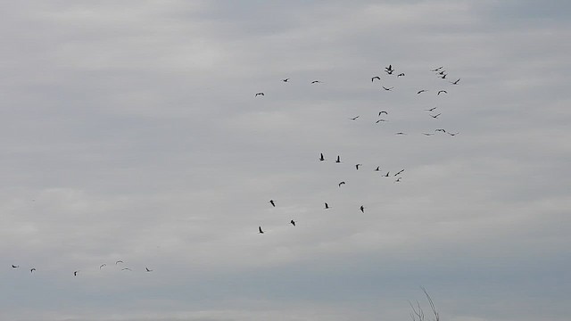 Common Crane - ML644091305