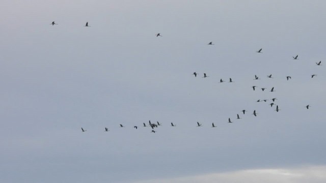 Common Crane - ML644091306