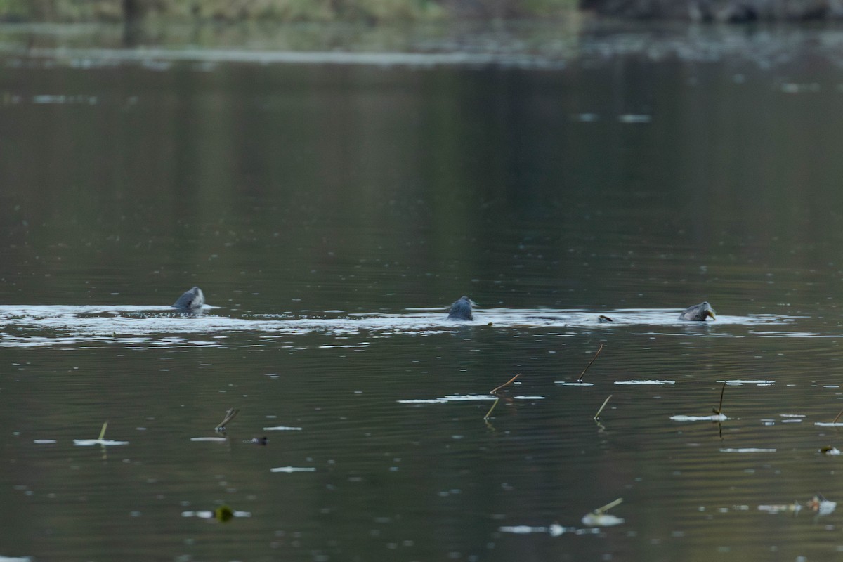 北美水獺 - ML644091318