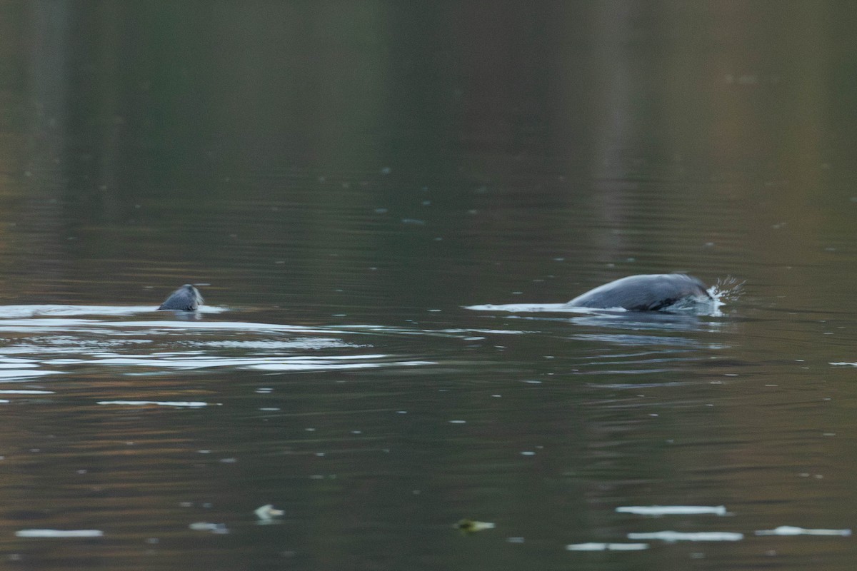 北美水獺 - ML644091326