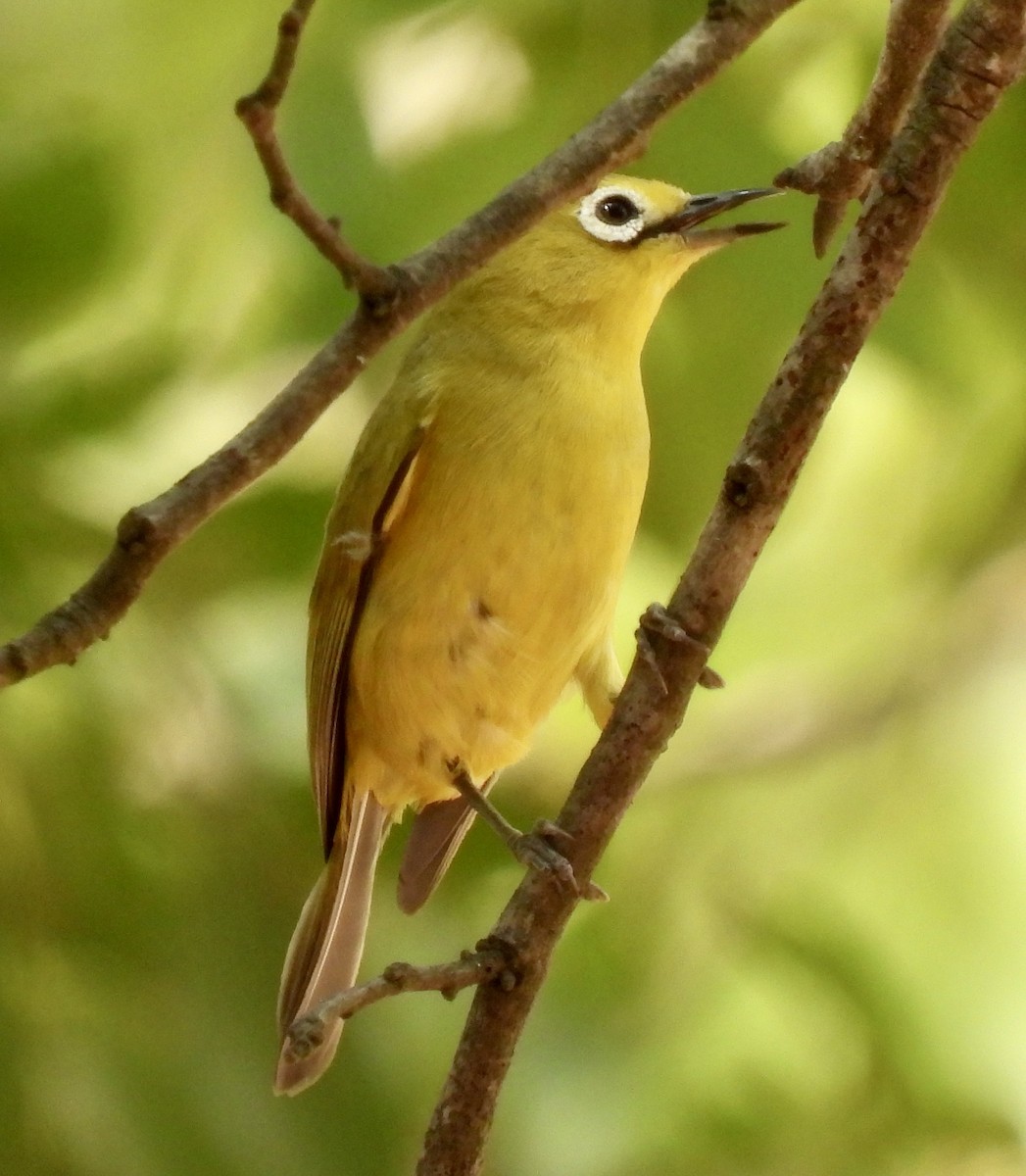 Southern Yellow White-eye - ML644091330