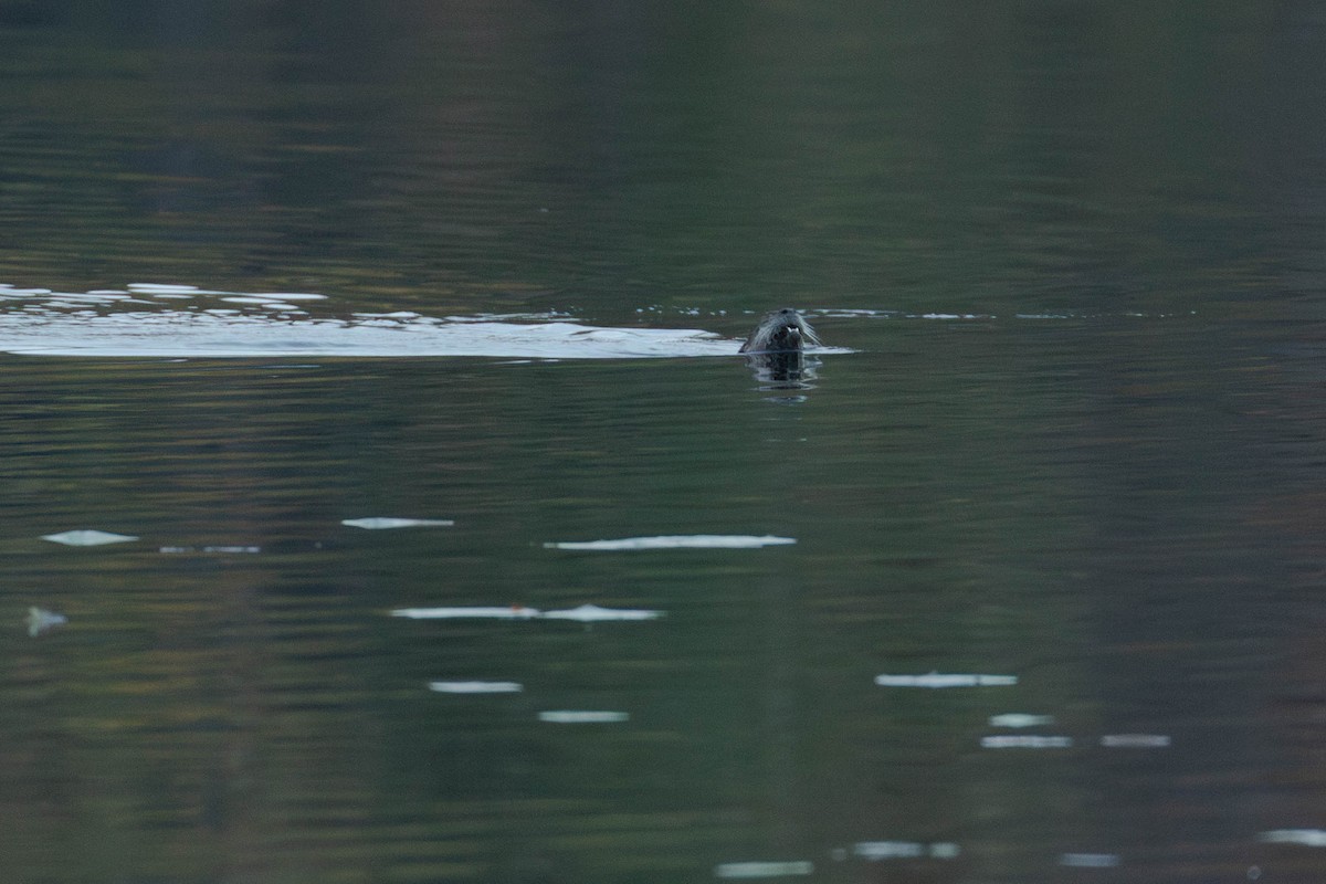 北美水獺 - ML644091331