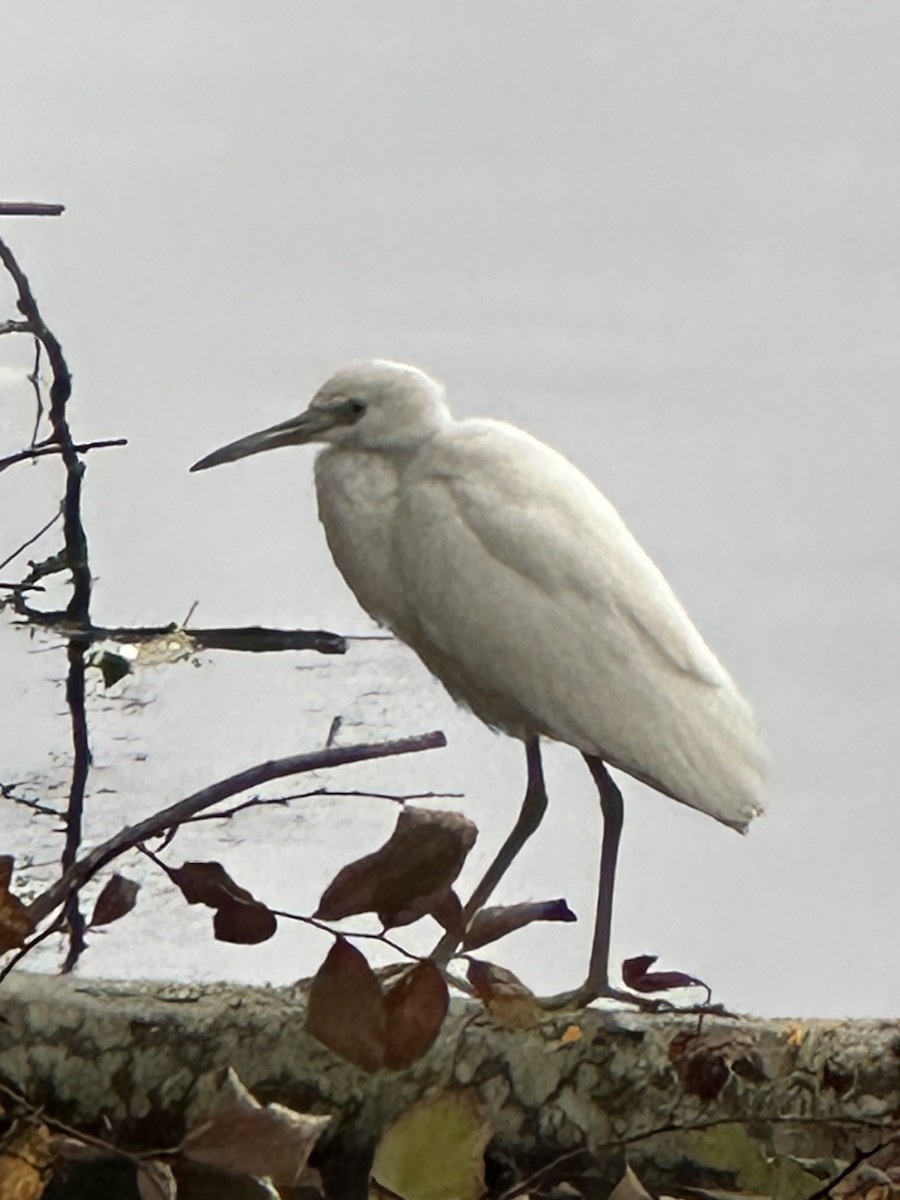 Little Blue Heron - ML644091342