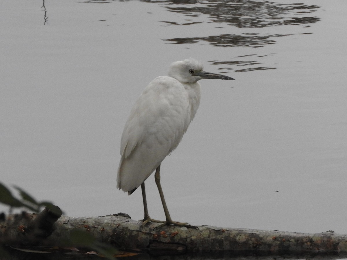 Little Blue Heron - ML644091343