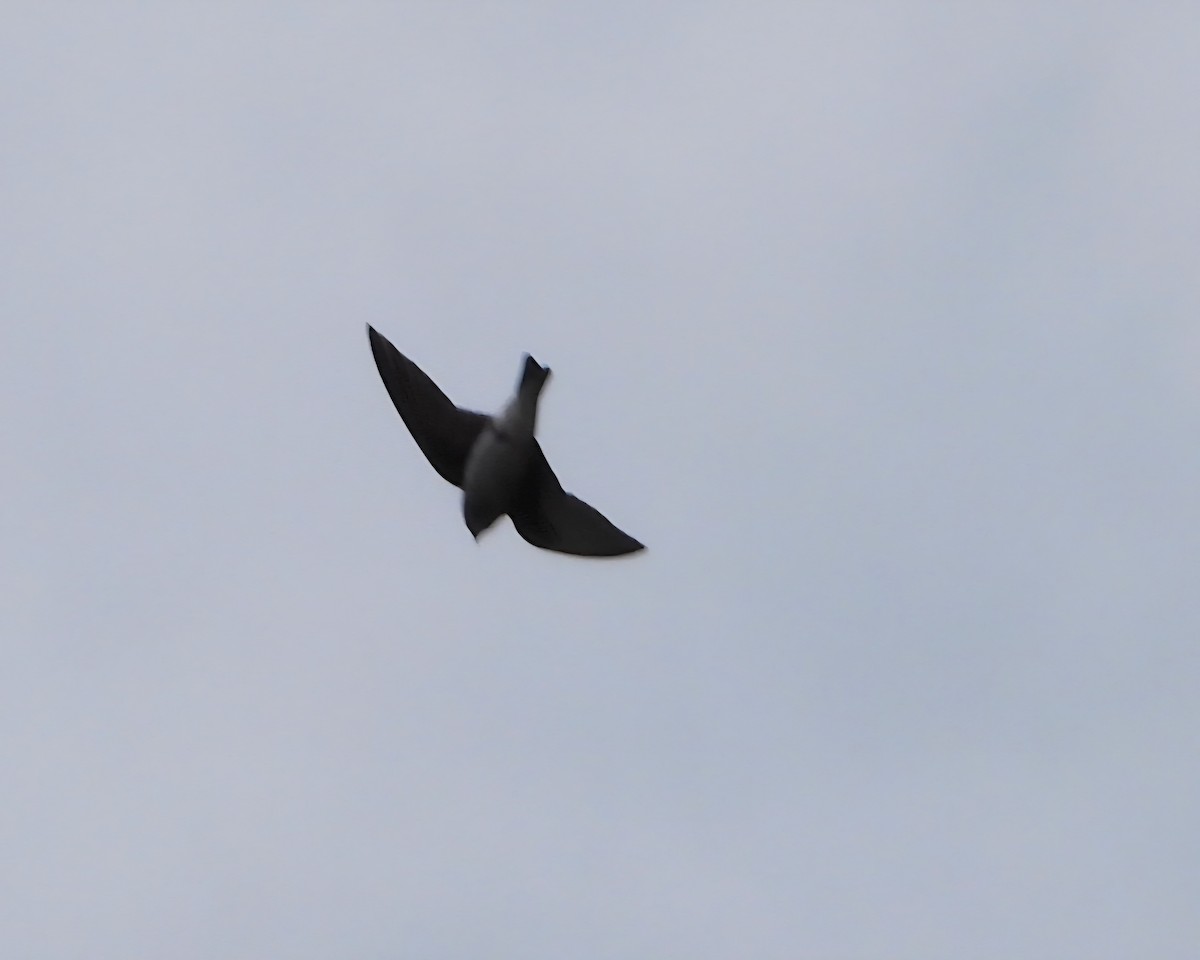 Madagascar Martin - ML644091350