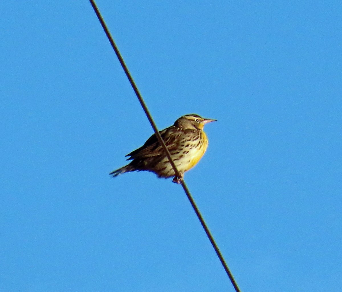 Western Meadowlark - ML644091369