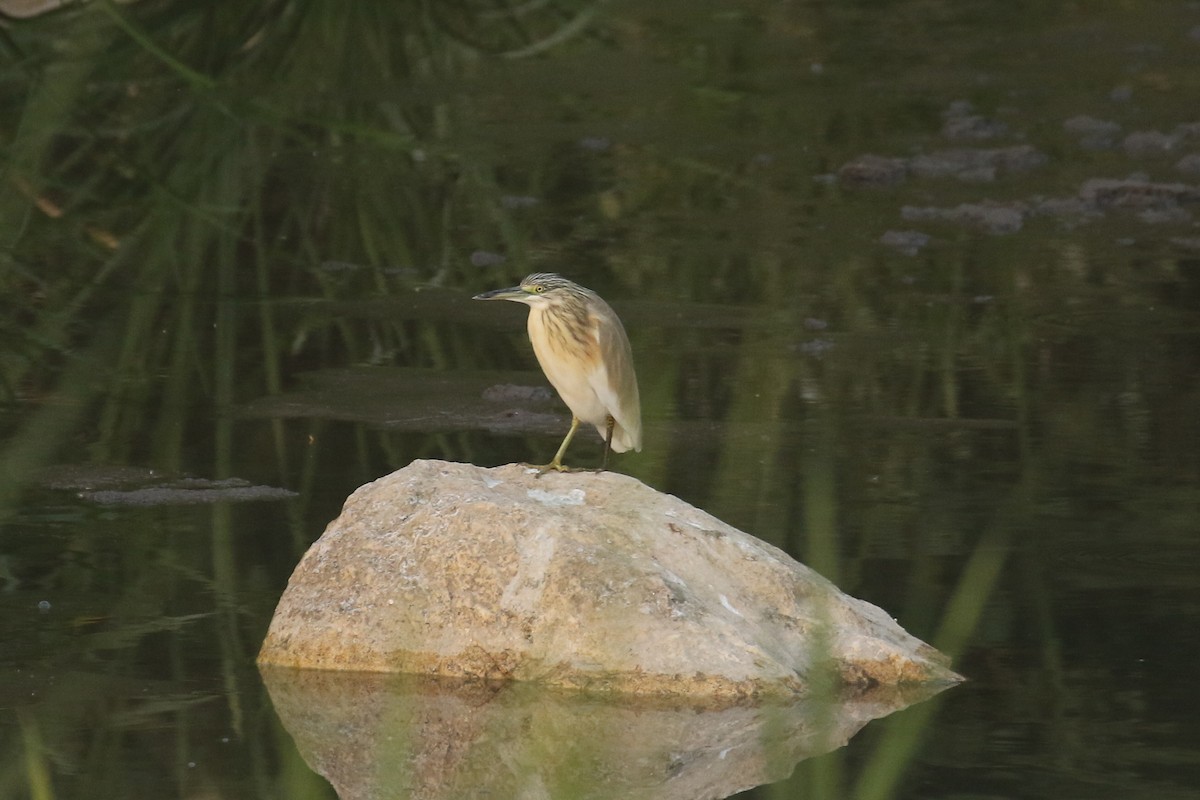 Koartzatxo karramarrozalea - ML644091381
