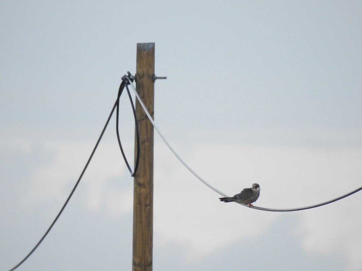 Турамтай шонхор - ML644091385