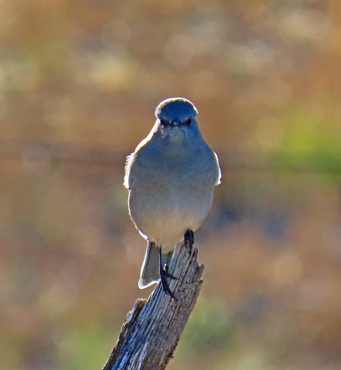 Mountain Bluebird - ML644091386